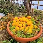 Solecore Amalficoast Conca dei Marini